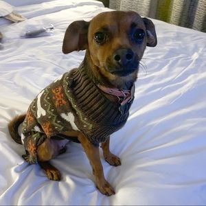 My pup ( not for sale😍)